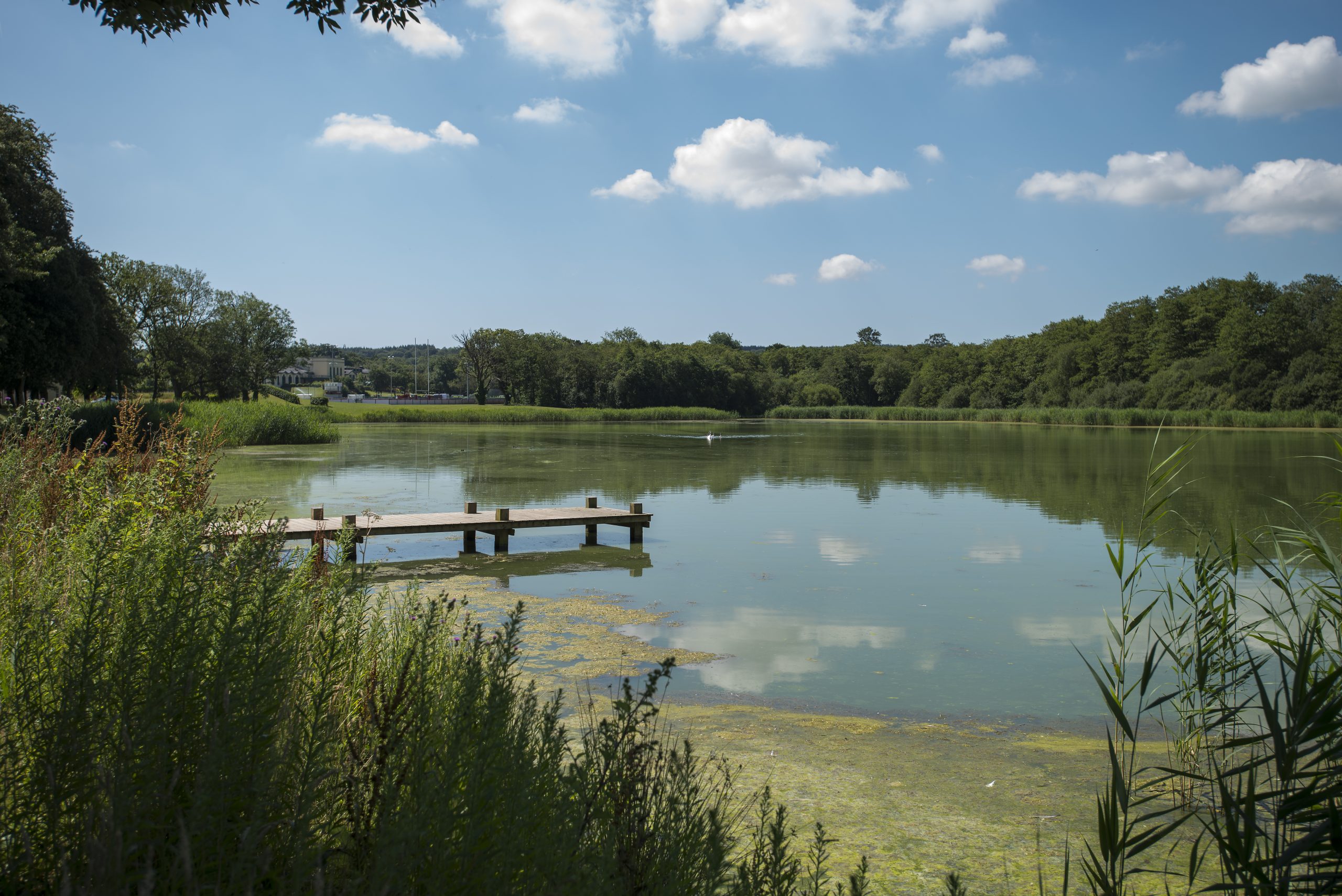 A wooden pier extends over a calm lake surrounded by trees and greenery under a blue sky with clouds.